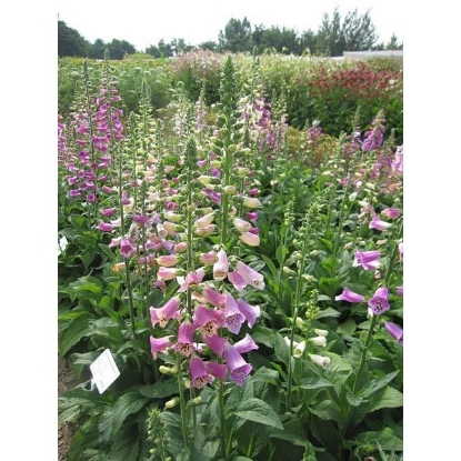 Picture of Foxglove Mixed Wild (Digitalis purpures & alba) Po