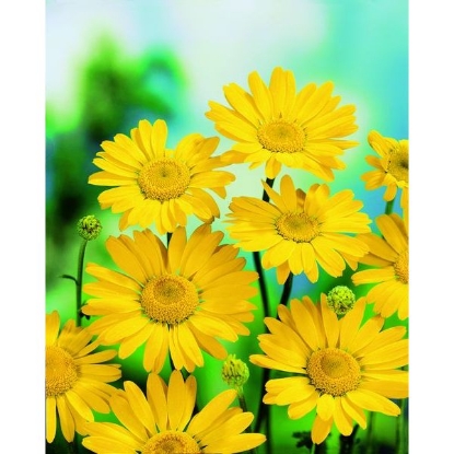 Picture of Flower Corn Marigold (Chrysanthemum segetum)