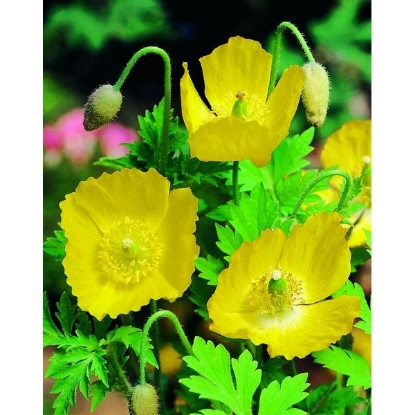 Picture of Welsh Poppy (Meconopsis cambrica) P