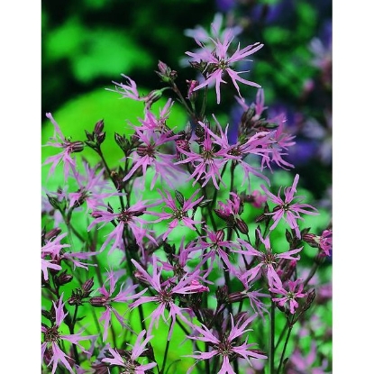 Picture of Ragged Robin (Lychnis flos-cuculi) P