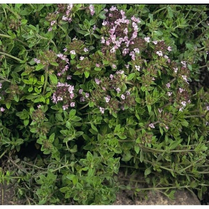 Picture of Wild Thyme (Thymus praecox ssp articus) P