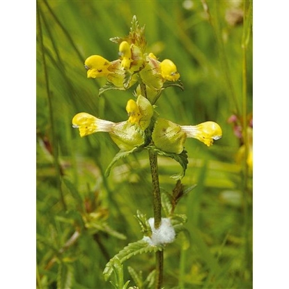 Picture of Yellow Rattle Seeds (Rhinanthus minor) P