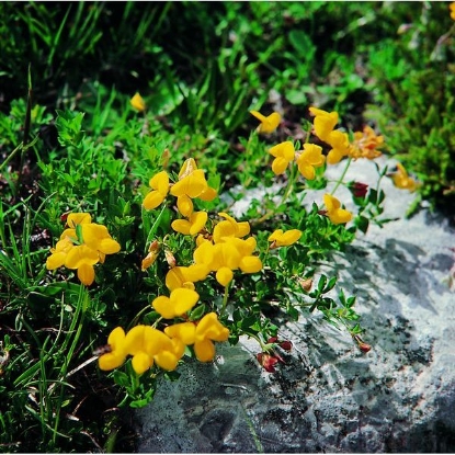 Picture of Bird's Foot Trefoil (Lotus corniculatus) P-S