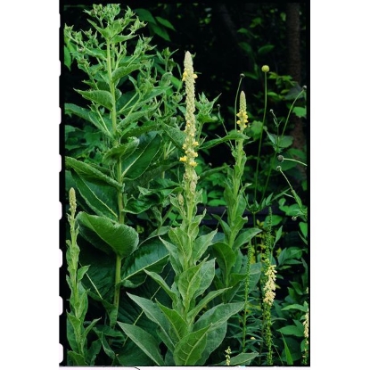 Picture of Great Mullein (Verbascum thapsus)