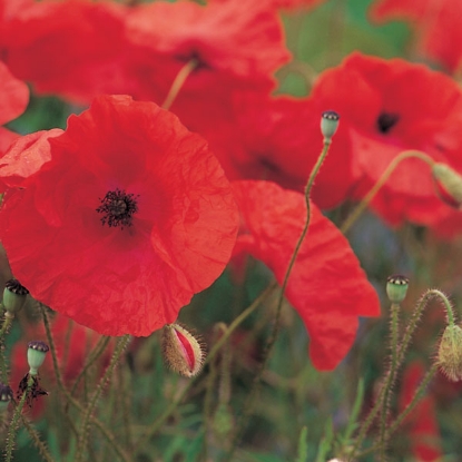 Picture of Field Poppy (Papaver rhoeas) A