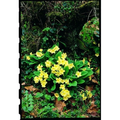 Picture of Wild Primrose