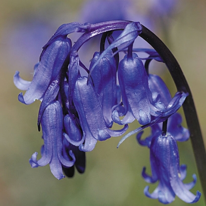 Picture of Bluebells (Hyacinthoides non-scripta) P-Po-S