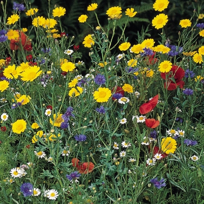 Picture of 100% Cornfield Flowers