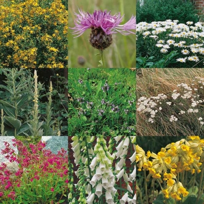 Picture of Wildflower Mixture For Hedgerow & Light Shade