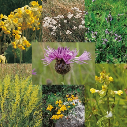 Picture of Wildflower Mixture For Loam & Alluvial Soils