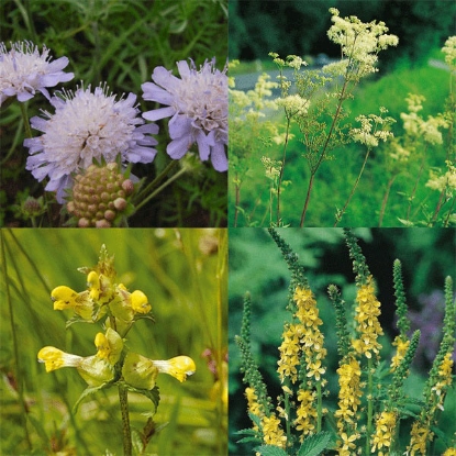 Picture of Wildflower Mixture For Heavy Clay Soils