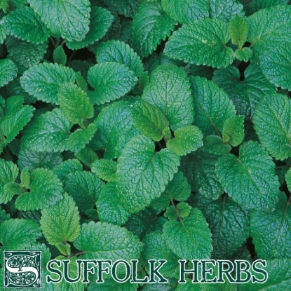 Picture of Herb Lemon Balm (Melissa) Perennial