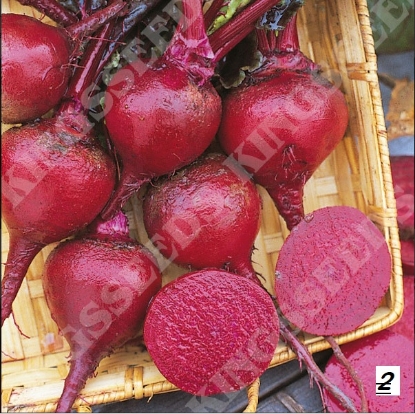 Picture of Beetroot Crimson King