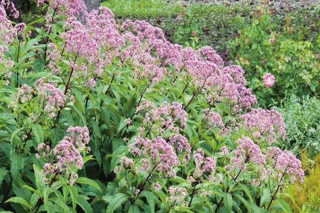 Picture for category Joe-Pye Weed