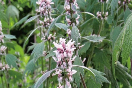 Picture for category Motherwort