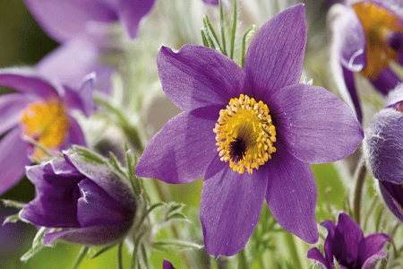 Picture for category Pasque Flower