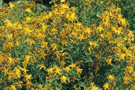 Picture for category St Johns Wort