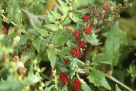 Picture for category Strawberry Sticks