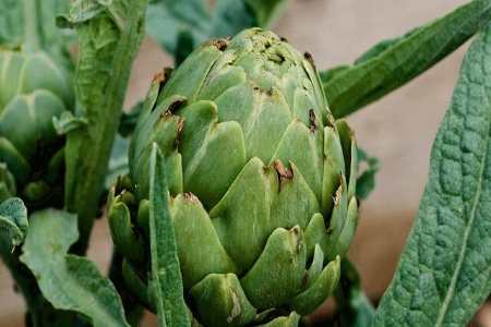 Picture for category Artichoke