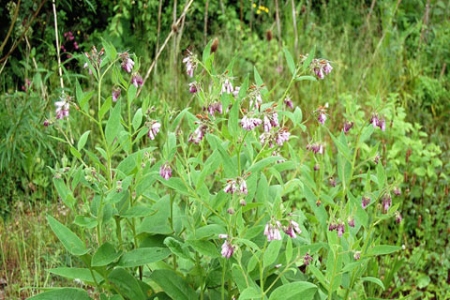 Picture for category Comfrey