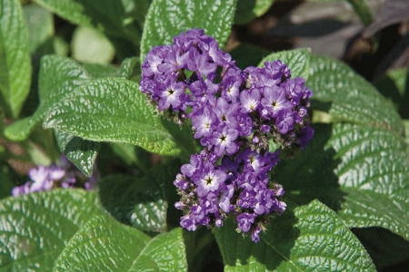 Picture for category Heliotrope