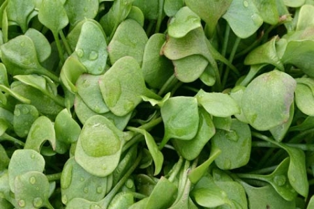 Picture for category Claytonia