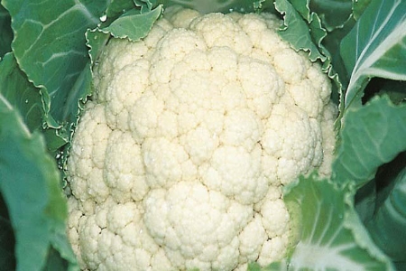 Picture for category Cauliflower