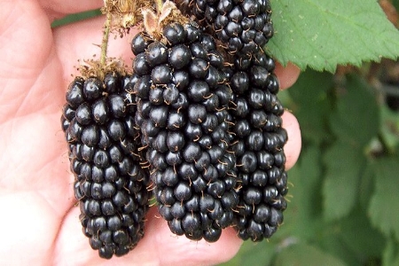 Picture for category Blackberries