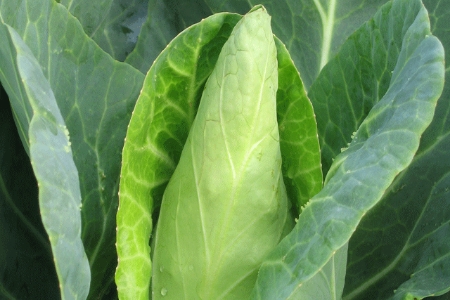 Picture for category Cabbage