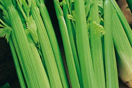 Picture for category Celery