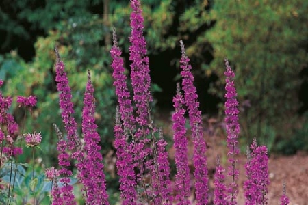 Picture for category Purple Loosestrife