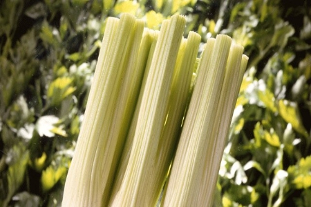 Picture for category Celery