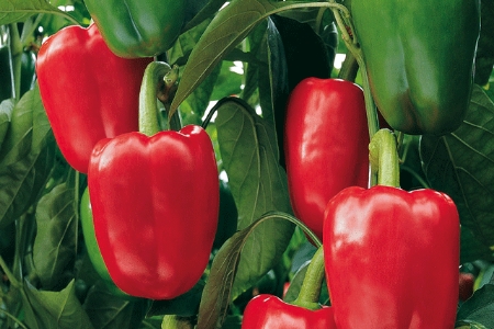 Picture for category Pepper