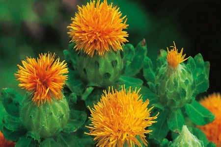 Picture for category Safflower