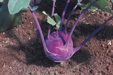 Picture for category Kohl Rabi