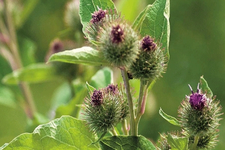 Picture for category Burdock