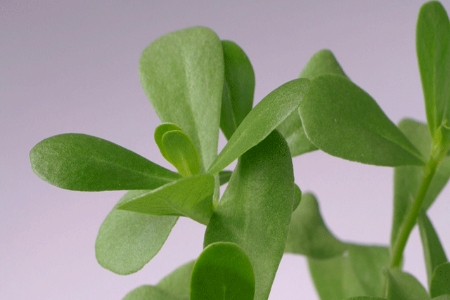 Picture for category Purslane