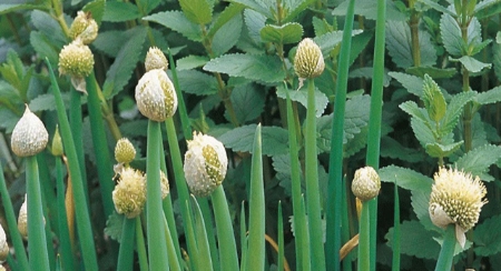 Picture for category Welsh Onion