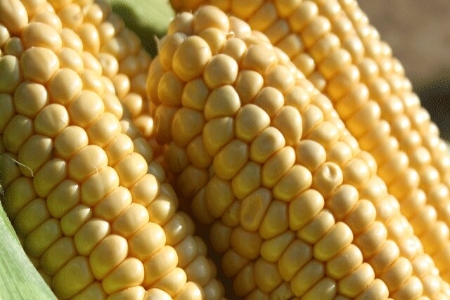 Picture for category Sweet Corn