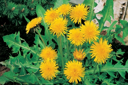 Picture for category Dandelion