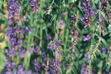 Picture for category Hyssop