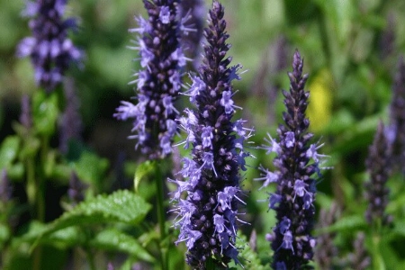 Picture for category Agastache