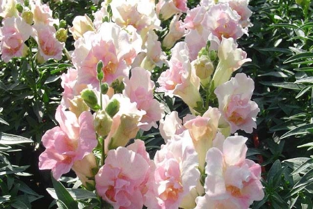 Picture for category Antirrhinum