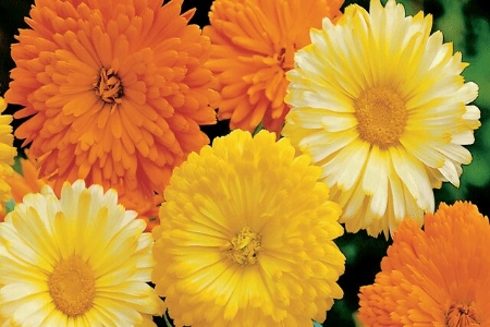 Picture for category Calendula