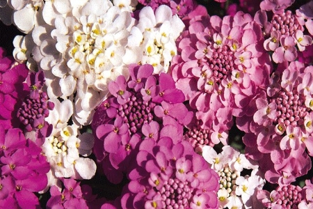 Picture for category Candytuft