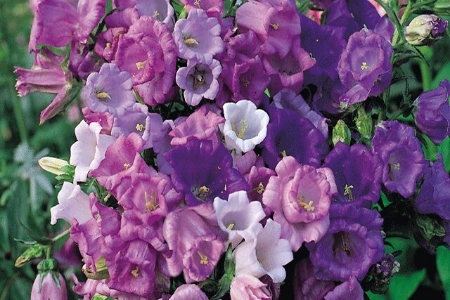 Picture for category Canterbury Bells