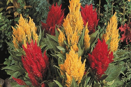 Picture for category Celosia