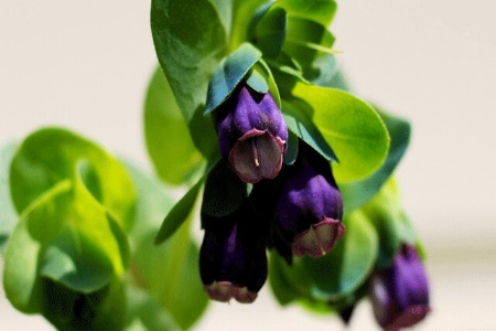 Picture for category Cerinthe