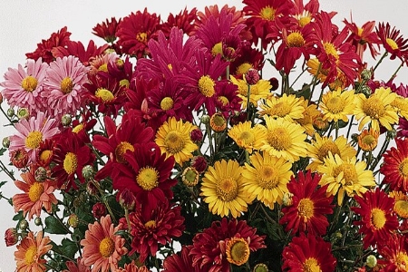 Picture for category Chrysanthemum