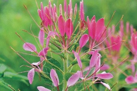 Picture for category Cleome